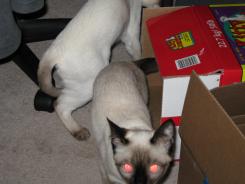 more kittens